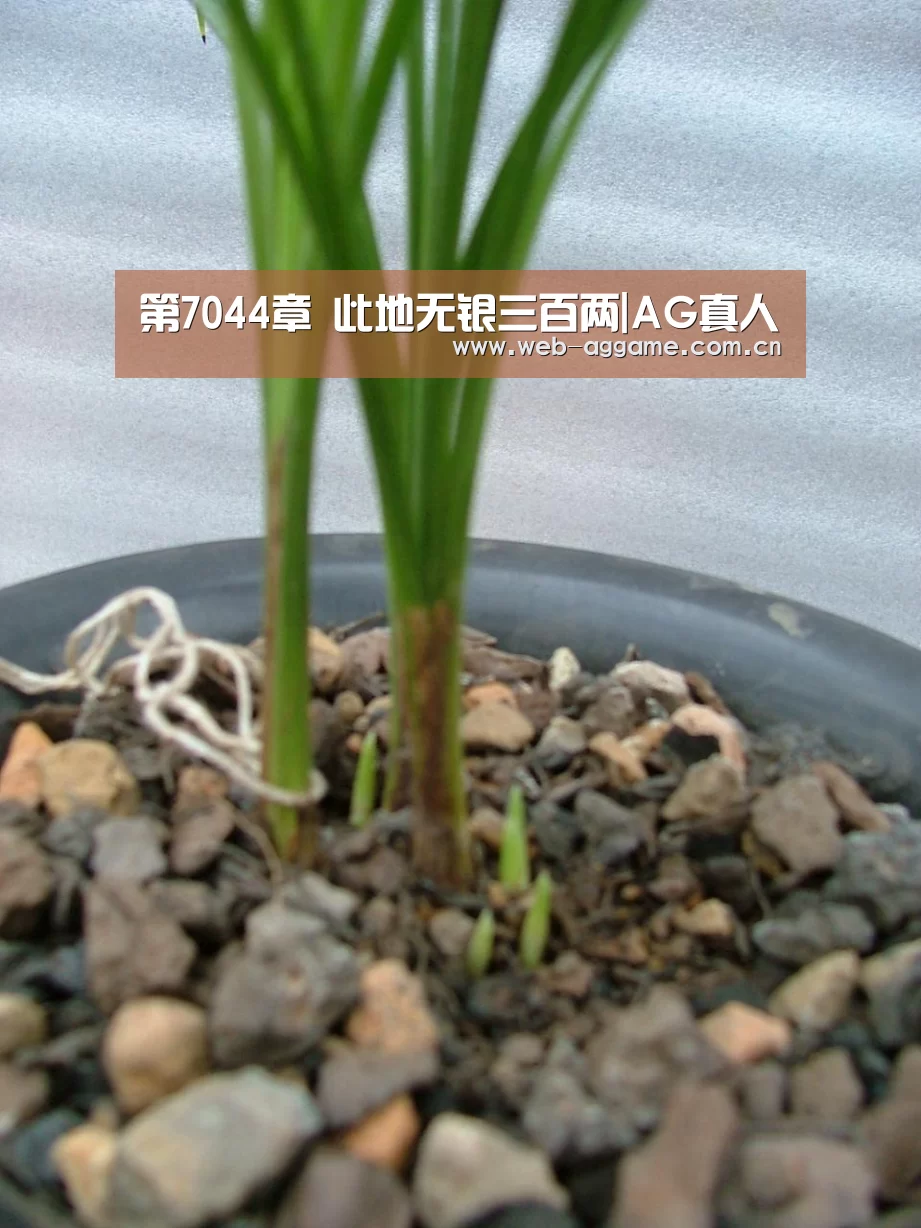 第7044章 此地无银三百两|AG真人(图2) AG真人APP