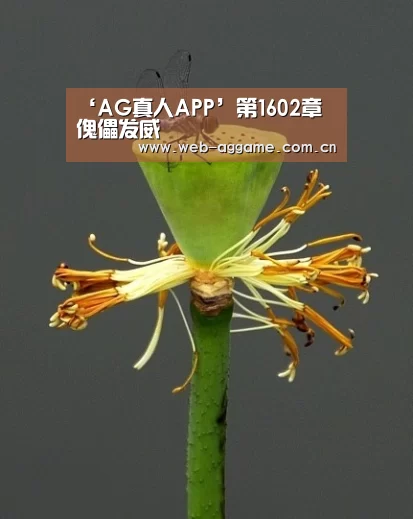 AG真人平台